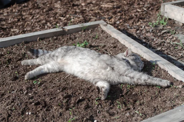 Cat lies on the ground. Funny cat closeup. Portrait of a cat. Tabby silver whiskas cat, outside