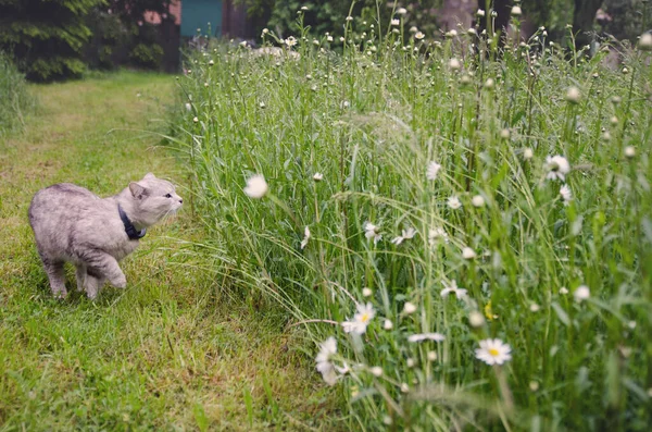 Gray cat play and Run on a Green Grass in the meadow with daisies. Cat is whiskas color
