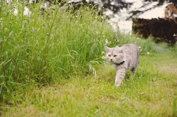 Gato Cinza Jogar Correr Uma Grama Verde Prado Com Margaridas — Fotografia de Stock