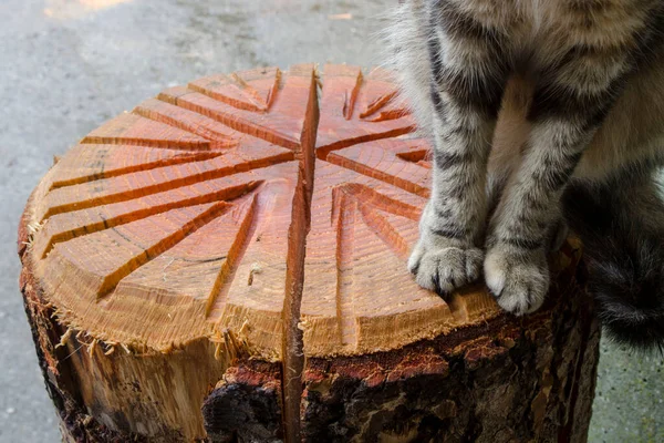 Ilginç Ahşap Bir Gövde Üzerinde Kedi Pençeleri Yakın Yakın — Stok fotoğraf