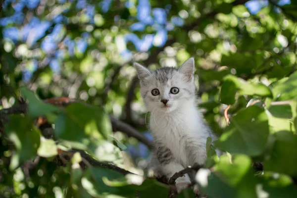 Ağaçta Tatlı Bir Kedi Dalda Küçük Bir Kedi Yavrusu Sevimli — Stok fotoğraf