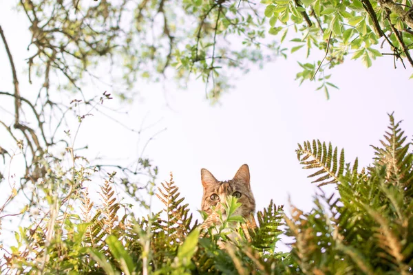 Kedi Saklanıyor Sadece Kafası Kulakları Doğal Arka Planda Görülebilir Kızıl — Stok fotoğraf