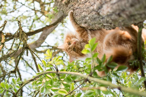 Şirin Kedi Ağaçta Yatıyor Küçük Kedicik Dalda Sevimli Evcil Hayvanlar — Stok fotoğraf