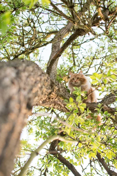 Şirin Kedi Ağaçta Yatıyor Küçük Kedicik Dalda Sevimli Evcil Hayvanlar — Stok fotoğraf