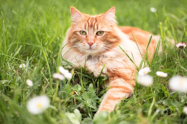 Jeden Tabby Kočka Zahradě Zelené Pozadí Venku — Stock fotografie