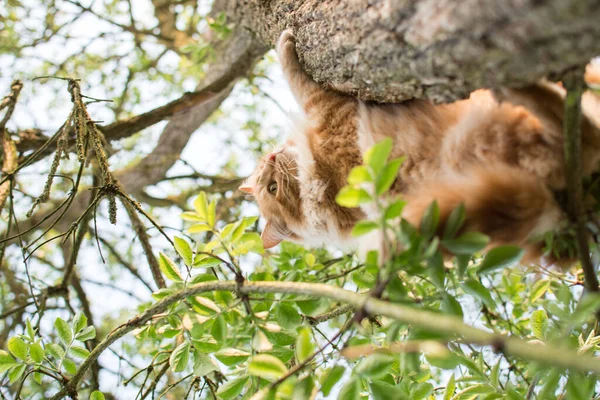 Şirin Kedi Ağaçta Yatıyor Küçük Kedicik Dalda Sevimli Evcil Hayvanlar — Stok fotoğraf