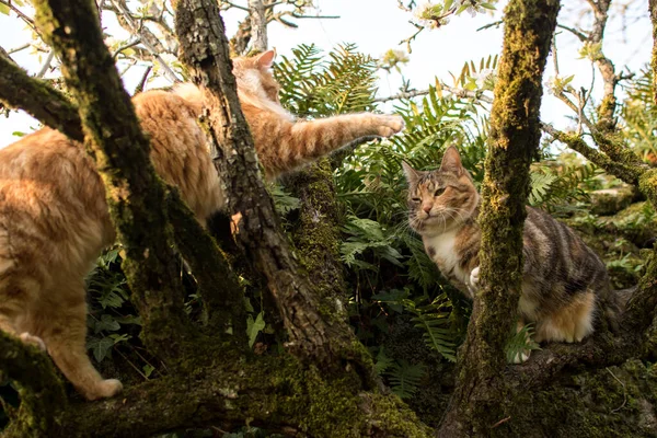 Şirin Kedi Ağaçta Yatıyor Küçük Kedicik Dalda Sevimli Evcil Hayvanlar — Stok fotoğraf
