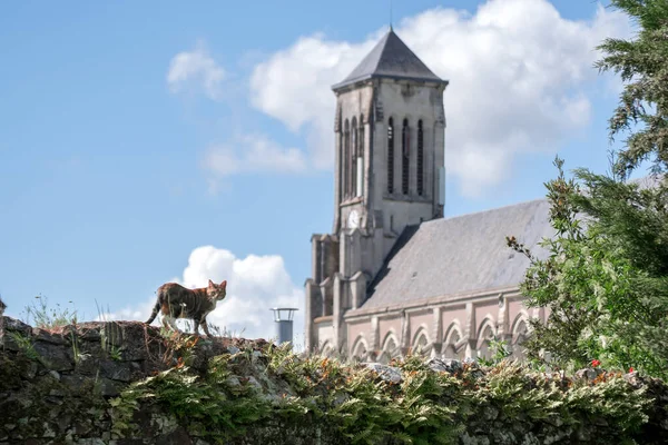 the cat goes along the stone wall, in the view you can see the church in the background.