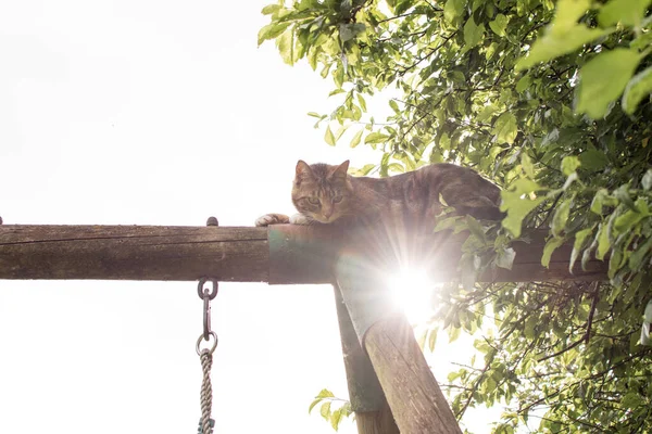 Kedi Çocuk Salıncağında Oynuyor Ahşap Bir Çerçevede Çizikler Dışarıda — Stok fotoğraf