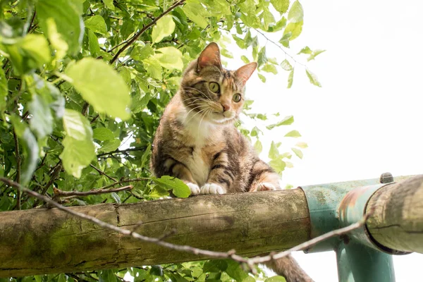Kočka Hraje Dětské Houpačce Dřevěném Rámu Škrábance Venku — Stock fotografie