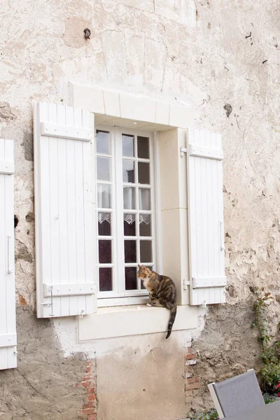 wooden window cat in old house. vintage architecture, cat peeks