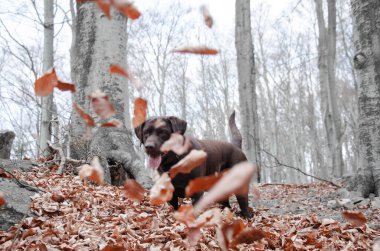 Sonbahar parkında çikolata labrador retriever
