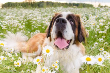 Yazın yeşil bir çayırda vahşi beyaz papatyalarla yürüyüşe çıkan köpek Bernardine köpeği, papatya dolu bir yaz otlağının tadını çıkarır.