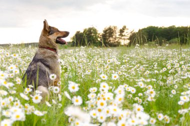 Yazın yeşil bir çayırda vahşi beyaz papatyalarla yürüyüşe çıkan köpek Alsaslı, papatya dolu bir yaz otlağının tadını çıkarır.