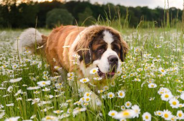 Yazın yeşil bir çayırda vahşi beyaz papatyalarla yürüyüşe çıkan köpek Bernardine köpeği, papatya dolu bir yaz otlağının tadını çıkarır.