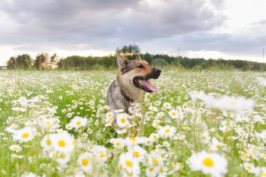 Yazın yeşil bir çayırda vahşi beyaz papatyalarla yürüyüşe çıkan köpek Alsaslı, papatya dolu bir yaz otlağının tadını çıkarır.