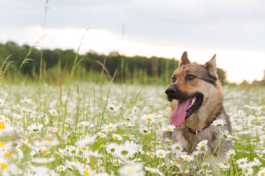 Yazın yeşil bir çayırda vahşi beyaz papatyalarla yürüyüşe çıkan köpek Alsaslı, papatya dolu bir yaz otlağının tadını çıkarır.