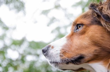 Bir köpeğin kafasının ayrıntıları, yandan, dışarıdan.