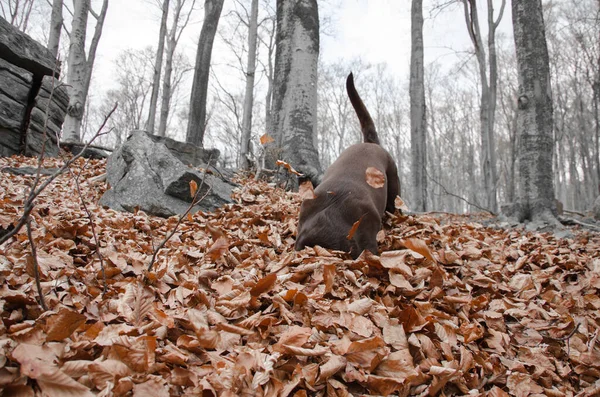 Chocolate Labrador Retriever Parque Otoño —  Fotos de Stock