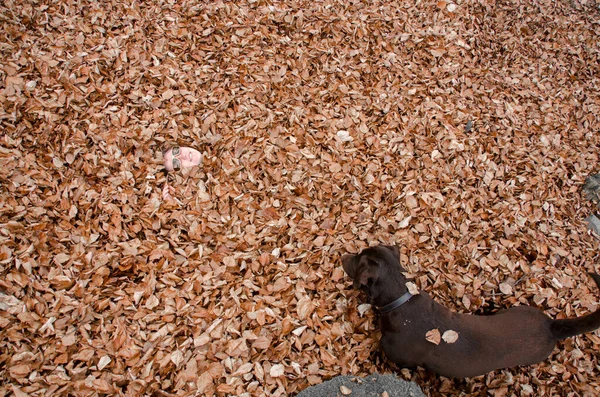 Frau Laub Herbstwald Begraben Brauner Labrador Sucht Sie Hundetraining — Stockfoto