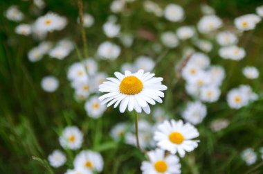 Papatya çiçekleri tarlası, gün batımının dışı, zaman geçiyor, yukarıdan görüş.