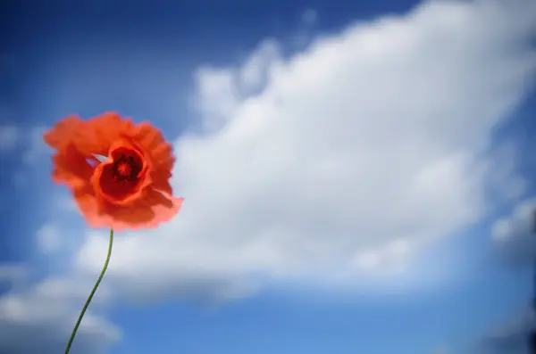 Una Flor Amapola Roja Aislada Creciendo Jardín Sobre Fondo Cielo — Foto de Stock