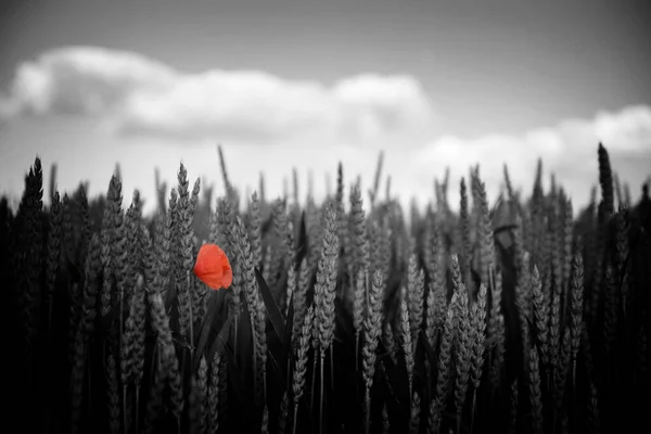 Uma Flor Papoula Vermelha Isolada Crescendo Jardim Fundo Céu Hora — Fotografia de Stock