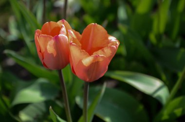 Kırmızı Turuncu Lale Çiçeği makronun altından çekilir lale arkaplan desenli, dışarıda