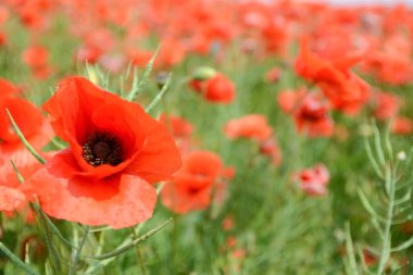 Anma Günü 'nün sembolü olarak tarladaki kırmızı haşhaş çiçekleri. Çayırdaki gelinciklerin yumuşak odağı olan parlak çiçek.,