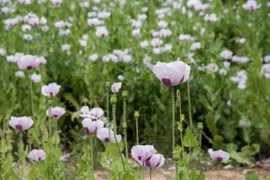 Gökyüzü olmayan güzel beyaz gelincik tarlası duvar kağıdı.