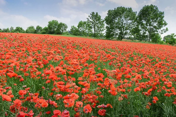 Flores Papoula Vermelha Campo Como Símbolo Para Dia Memória Flor — Fotografia de Stock