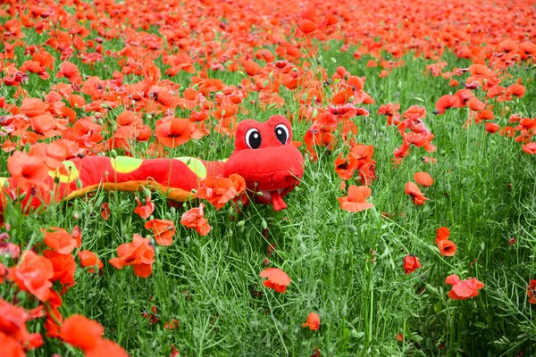 Flores Papoula Vermelha Campo Como Símbolo Para Dia Memória Flor — Fotografia de Stock