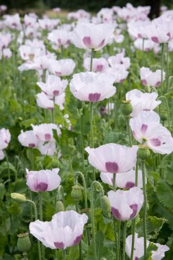 Gökyüzü olmayan güzel beyaz gelincik tarlası duvar kağıdı.