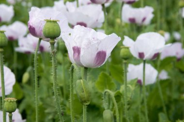 Gökyüzü olmayan güzel beyaz gelincik tarlası duvar kağıdı.