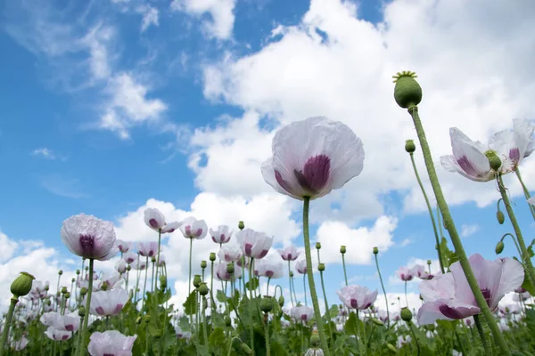 Campos Cultivados Amapola Vista Nublada Del Cielo Floreciendo Campo — Foto de Stock