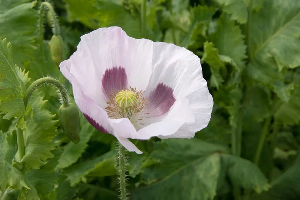 Primer Plano Una Flor Amapola Blanca Fondo Todo Campo Amapolas — Foto de Stock