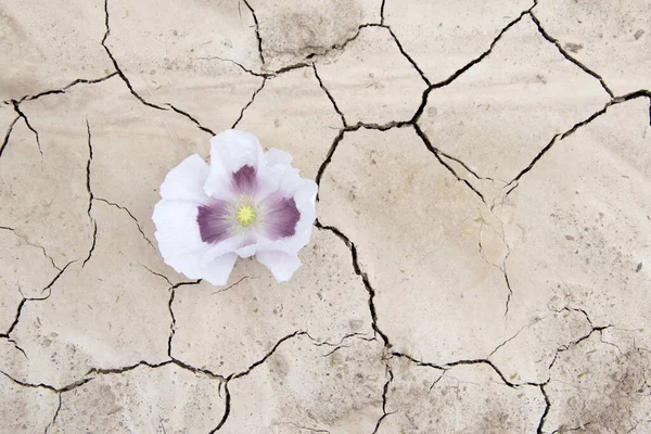 White Poppy Blooms Dried Field Poppies Cracked Arid Soil Hope — Stock Photo, Image