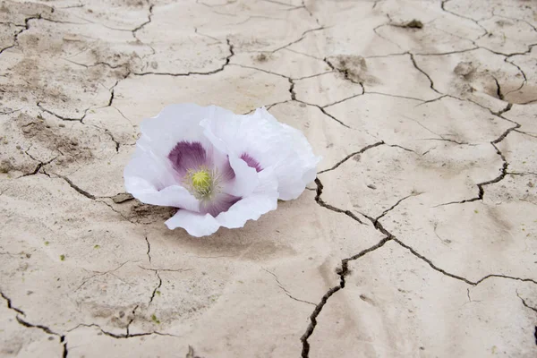 White Poppy Blooms Dried Field Poppies Cracked Arid Soil Hope — Stock Photo, Image