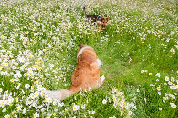 Two Dogs Run Play Ball Meadow Summer Time — Stock Photo, Image