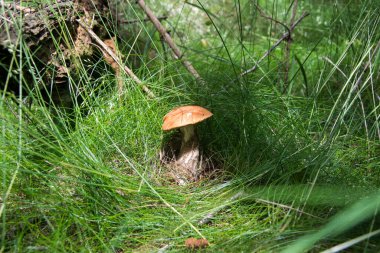 Sonbahar ormanında yenilebilir mantar, kapan, boş zaman.