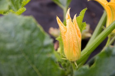 Sebze bahçesinde çiçekli kabak, bahçe bulutları