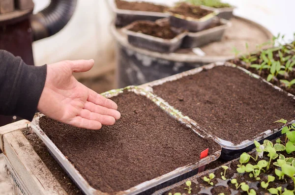 Man Alleen Zijn Handen Foto Geen Gezicht Zaait Zaden Plastic — Stockfoto