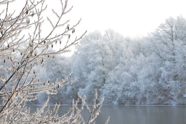 Göletin üzerinde donmuş ağaçlar. Ağaç dallarında buz, kış zamanı.,