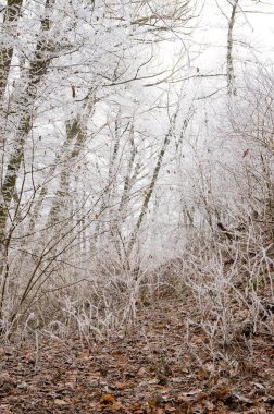Ağaç dallarında buz, kış zamanı, açık havada soğuk hava.