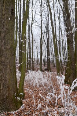Ağaç dallarında buz, kış zamanı, açık havada soğuk hava.