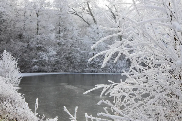 Arbres Gelés Dessus Étang Froid Sur Les Branches Arbre Temps — Photo