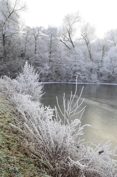 Arbres Gelés Dessus Étang Froid Sur Les Branches Arbre Temps — Photo