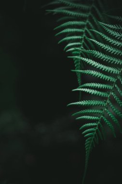Perfect natural fern pattern. Beautiful tropical background made with young green fern leaves. Color of kale. Dark and moody feel. Selective focus. Negative space. Concept for design. Copy paste. clipart