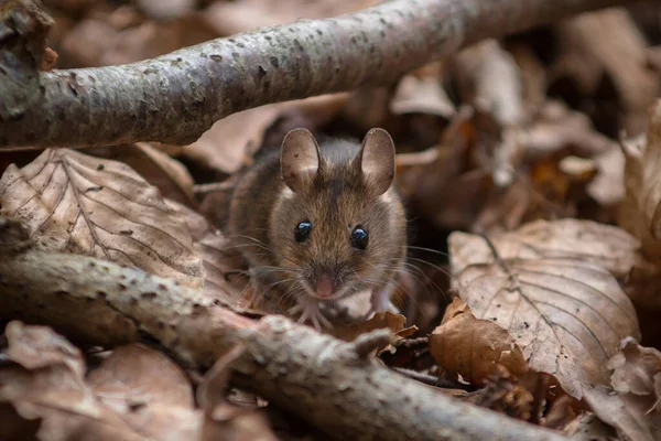 Nosi Wood Mouse - Apodemus sylvaticus - gözlerinin içine bakıyor.
