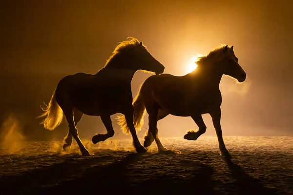 Silueta Dos Caballos Haflinger Galopantes Ambiente Ahumado Naranja Que Parece — Foto de Stock